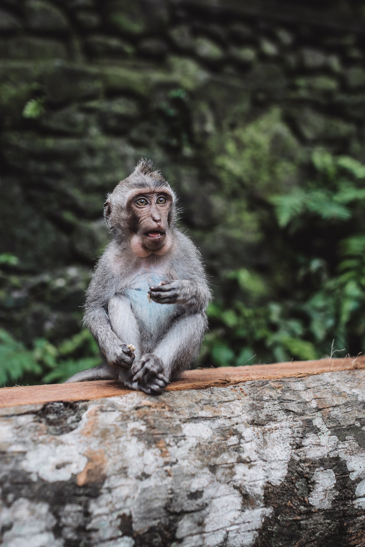 What to know about Sacred Monkey Forest Ubud 